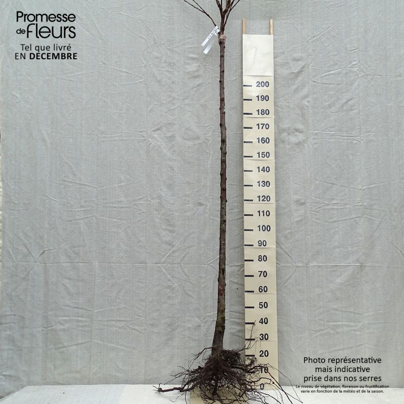 Example of Süßkirsche Schneiders Späte Knorpelkirsche - Prunus avium Wurzelnackt, Gobelet-Form as you get in hiver