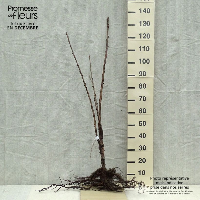 Example of Süßkirsche Schneiders Späte Knorpelkirsche - Prunus avium Wurzelnackt, Hochstamm as you get in hiver