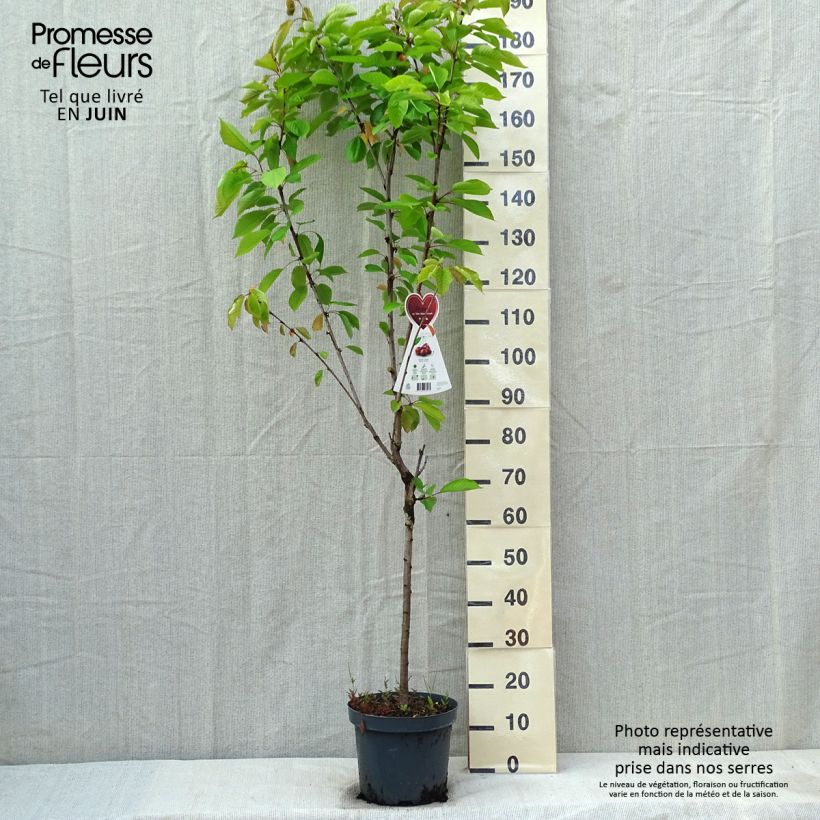 Example of Süßkirsche Schneiders Späte Knorpelkirsche - Prunus avium Topf mit 7,5L/10L, Gobelet-Form as you get in printemps