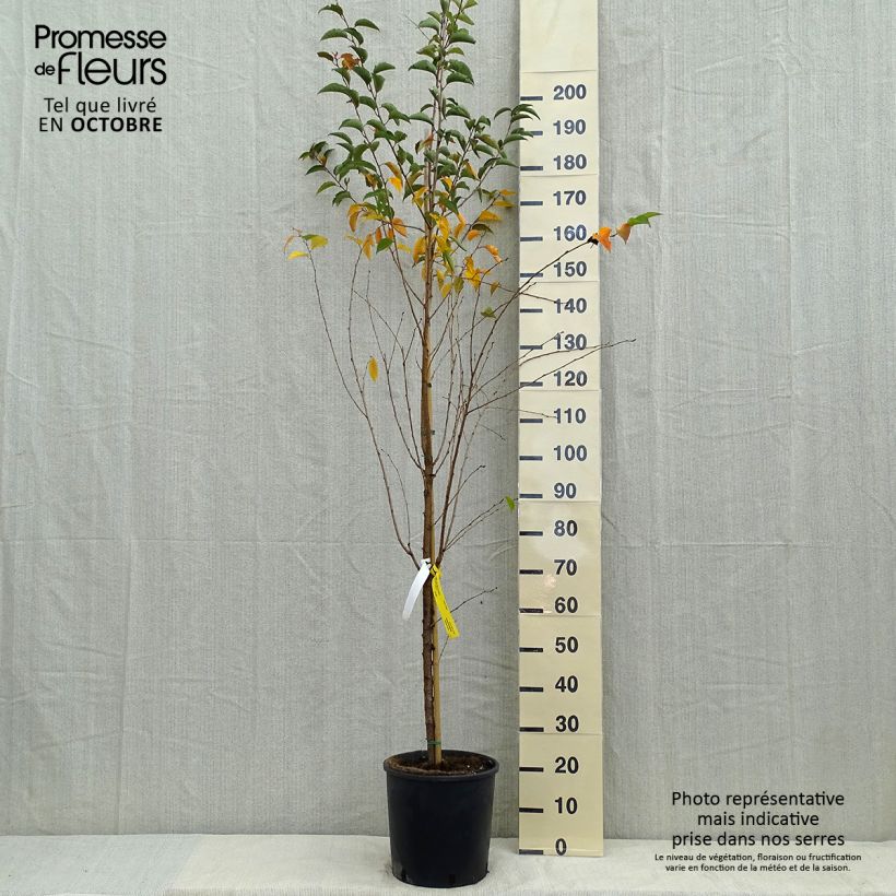 Exemplar von Zierkirsche Pandora - Prunus Topf mit 12L/15L, Stamm wie im Herbst geliefert