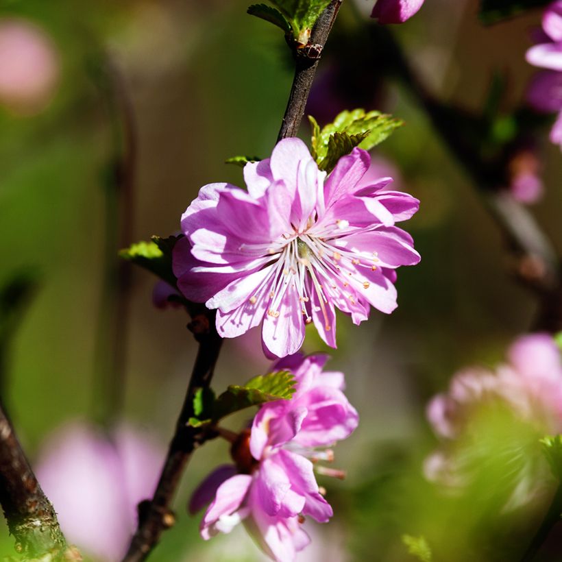 Drüsen-Kirsche Rosea Plena - Prunus glandulosa (Flowering)