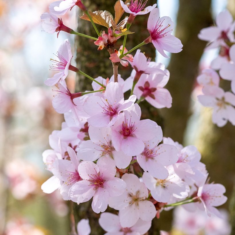 Hilliers Kirsche Spire - Prunus hillieri (Flowering)