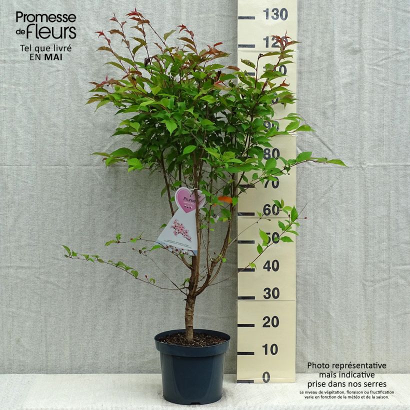 Example of Kurilen-Kirsche Ruby - Prunus nipponica var. kurilensis Topf mit 7,5L/10L as you get in printemps