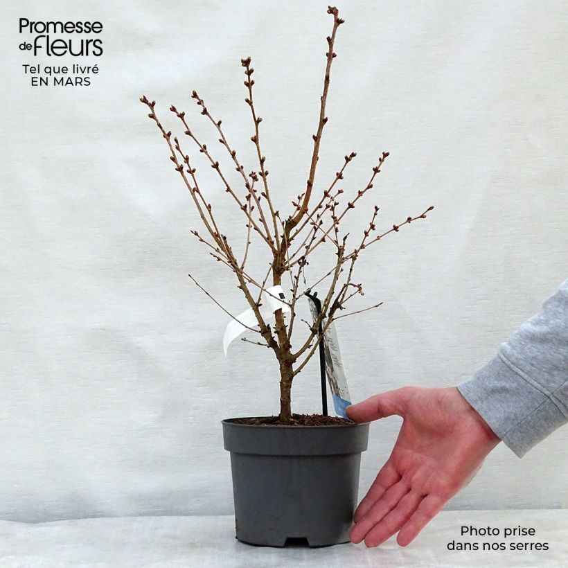 Example of Kurilen-Kirsche Brillant - Prunus nipponica var. kurilensis Topf mit 2L/3L as you get in printemps