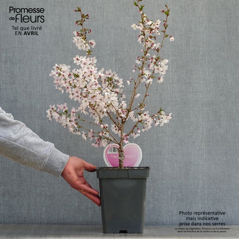 Example of Kurilen-Kirsche Brillant - Prunus nipponica var. kurilensis Topf mit 4L/5L, Stamm as you get in printemps