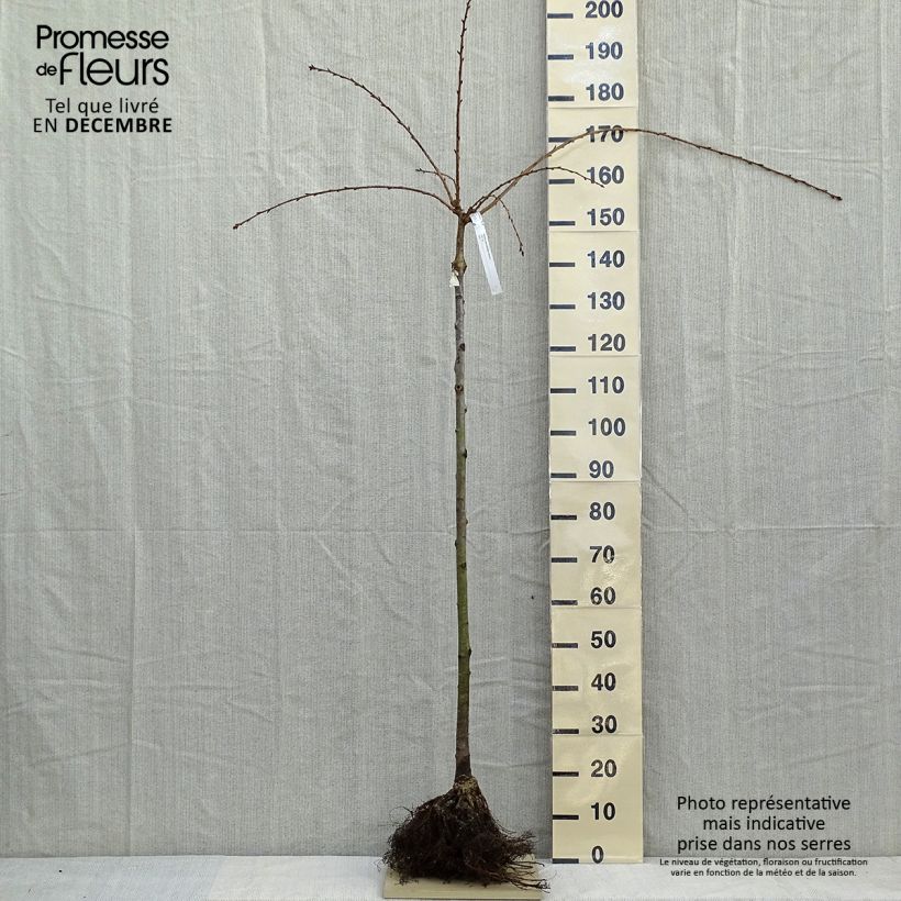 Exemplar von Zierkirsche Kiku-Shidare-Zakura - Prunus serrulata Wurzelnackt, Halbstamm wie im Winter geliefert