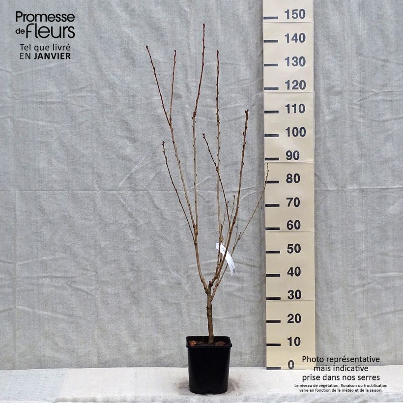 Exemplar von Zierkirsche Pink Perfection - Prunus serrulata Topf mit 4L/5L wie im Winter geliefert