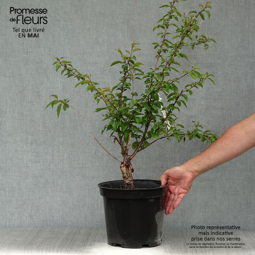 Exemplar von Zierkirsche Fukubana - Prunus subhirtella Topf mit 7,5L/10L wie im Frühjahr geliefert