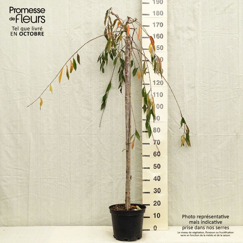 Exemplar von Zierkirsche Pendula Rubra - Prunus subhirtella Topf mit 7,5L/10L, Stamm wie im Herbst geliefert