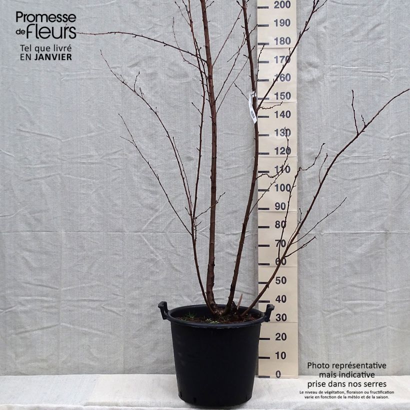 Exemplar von Yoshino-Kirsche - Prunus yedoensis Topf mit 50L/55L wie im Winter geliefert
