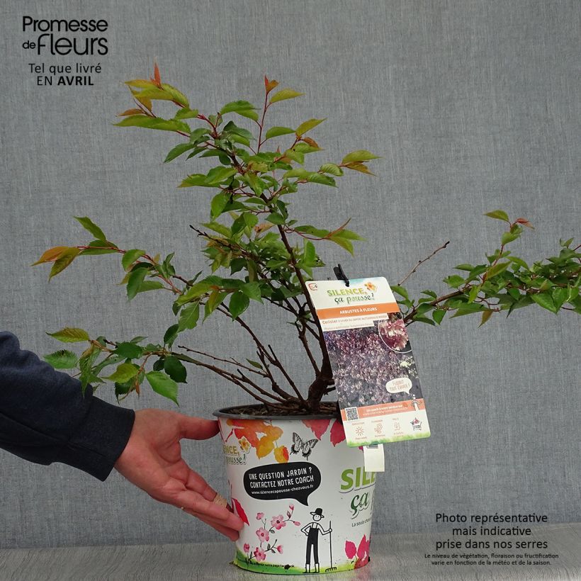 Example of Zierkirsche Autumnalis Rosea - Prunus Topf mit 4L/5L as you get in printemps