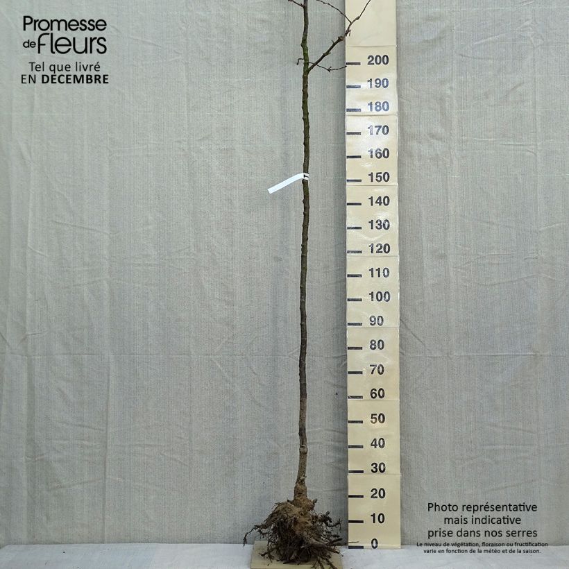 Example of Zierkirsche Accolade - Prunus Wurzelnackt, Stamm as you get in hiver