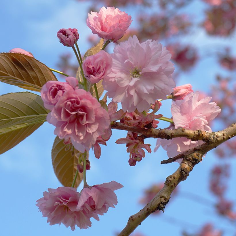 Zierkirsche Kanzan - Prunus serrulata (Flowering)