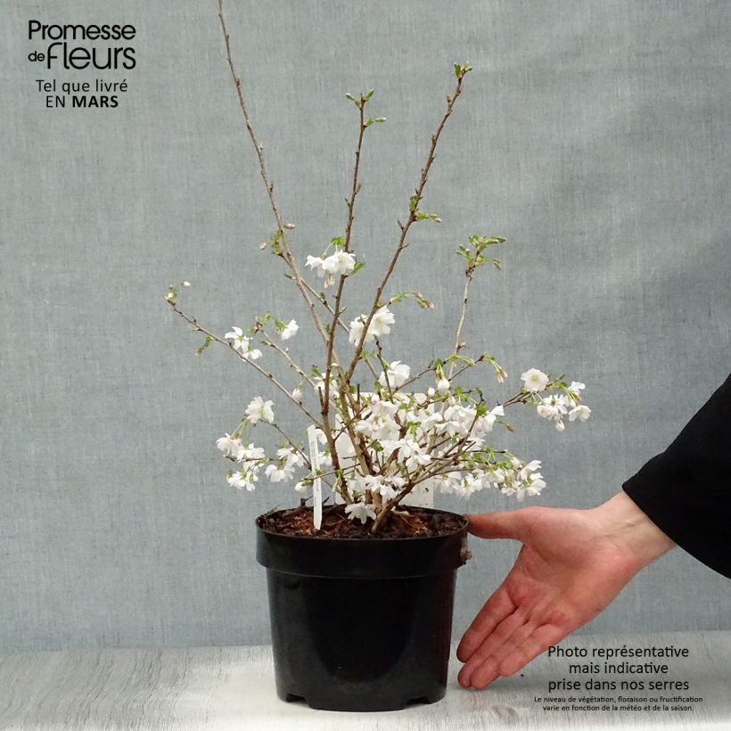 Example of Fuji-Kirsche Mikinori - Prunus incisa Topf mit 3L/4L as you get in printemps