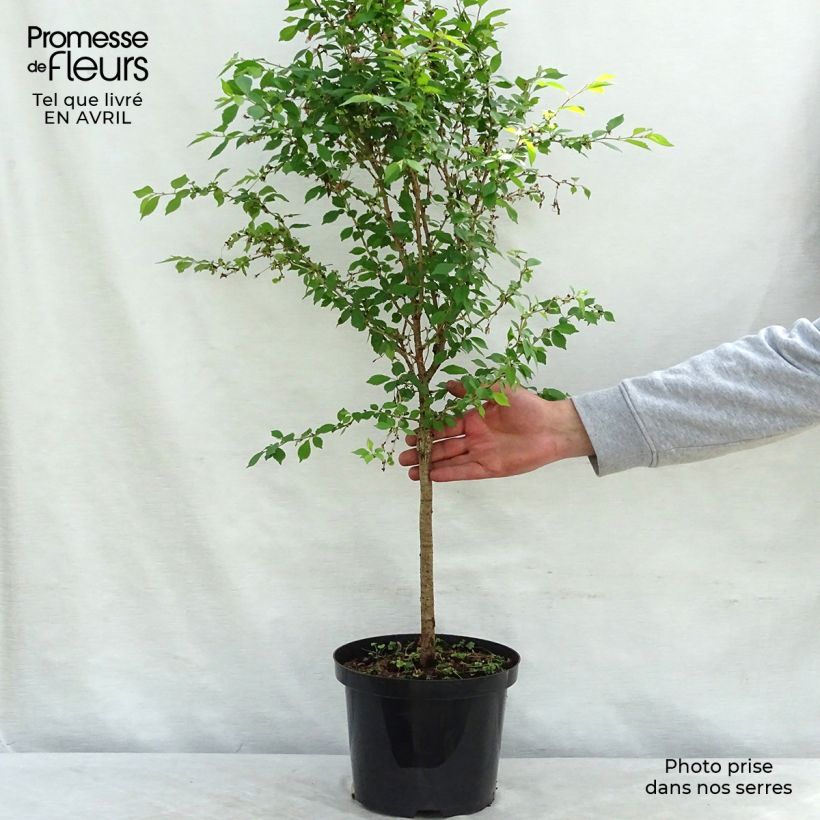 Example of Fuji-Kirsche Kojo no mai - Prunus incisa Topf mit 4L/5L, Stamm as you get in printemps