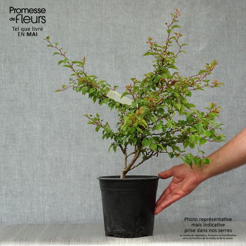 Example of Fuji-Kirsche Kojo no mai - Prunus incisa Topf mit 2L/3L as you get in printemps