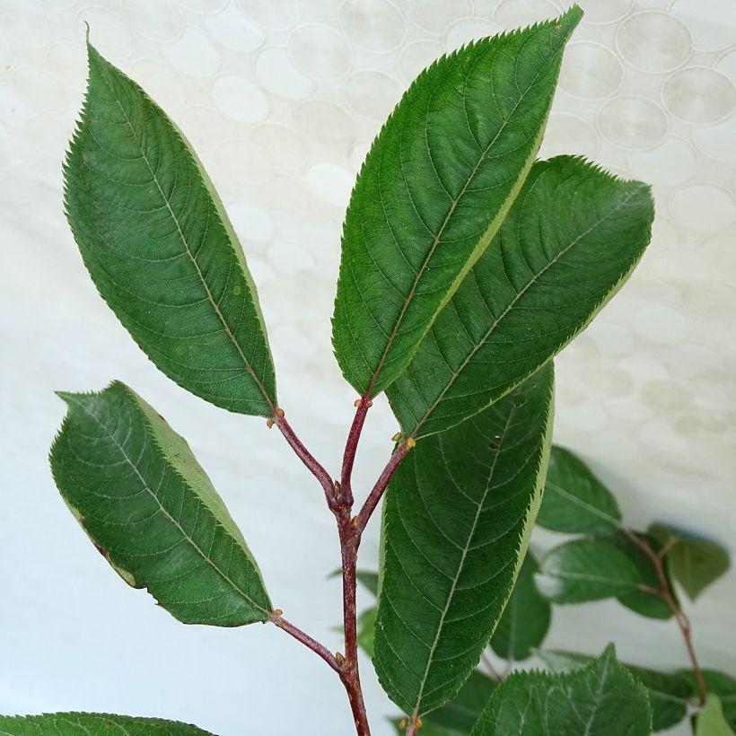 Zierkirsche Accolade - Prunus (Foliage)