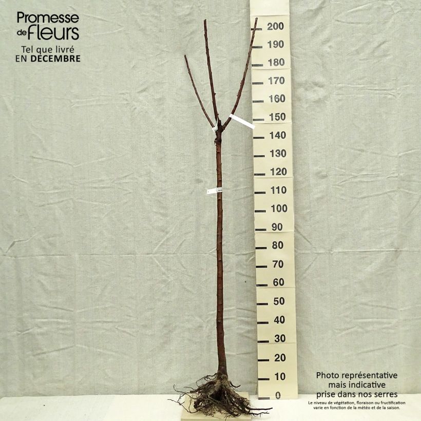Exemplar von Süßkirsche Bigalise 'enjidel' - Prunus avium Wurzelnackt, Halbstamm wie im Winter geliefert