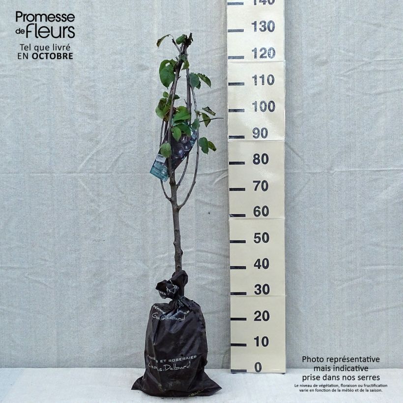 Exemplar von Süßkirsche Bigalise 'enjidel' - Prunus avium Ballenware "Fertig-zum-Pflanzen", Gobelet-Form wie im Herbst geliefert