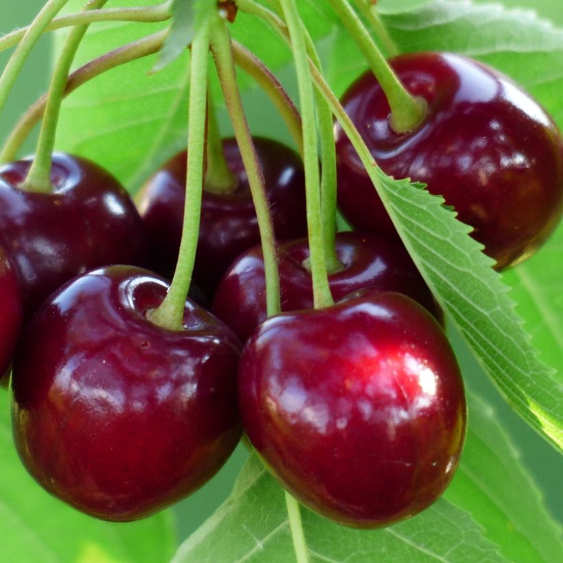 Süßkirsche Burlat - Prunus avium (Harvest)
