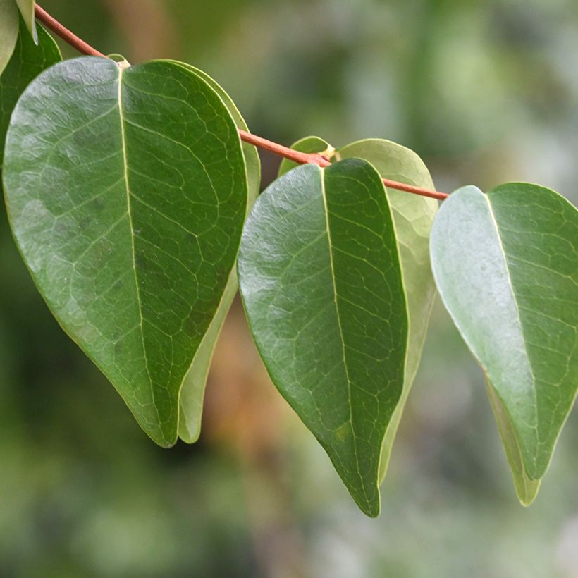 Eugenia uniflora - Eugenie (Laub)