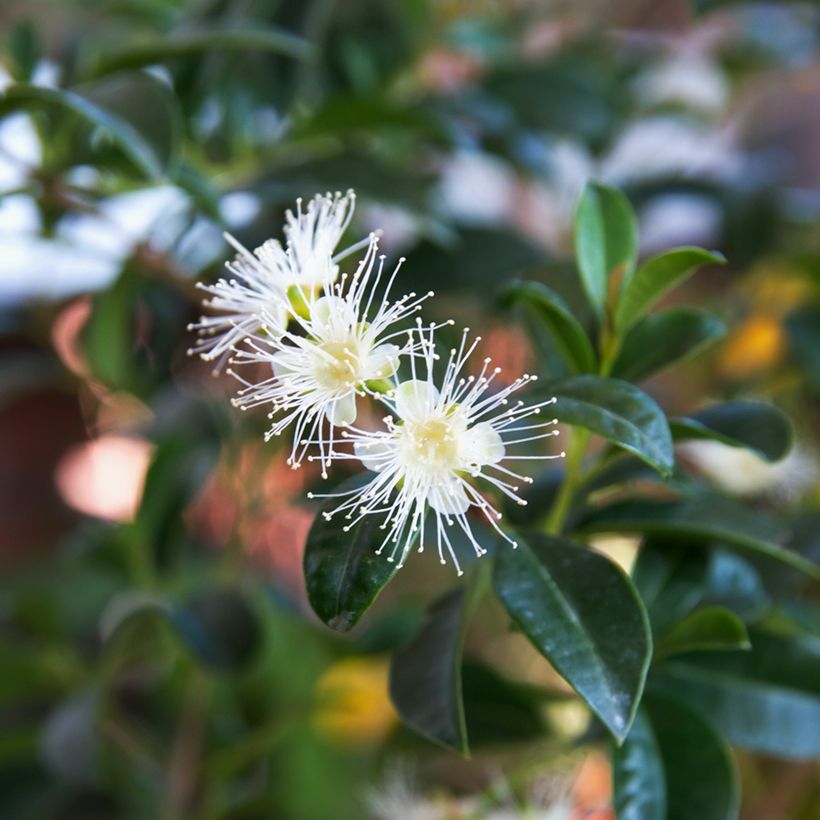 Eugenia uniflora - Eugenie (Blüte)