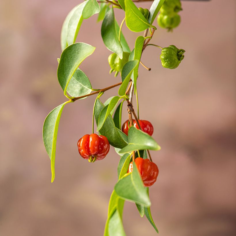 Eugenia uniflora - Eugenie (Ernte)