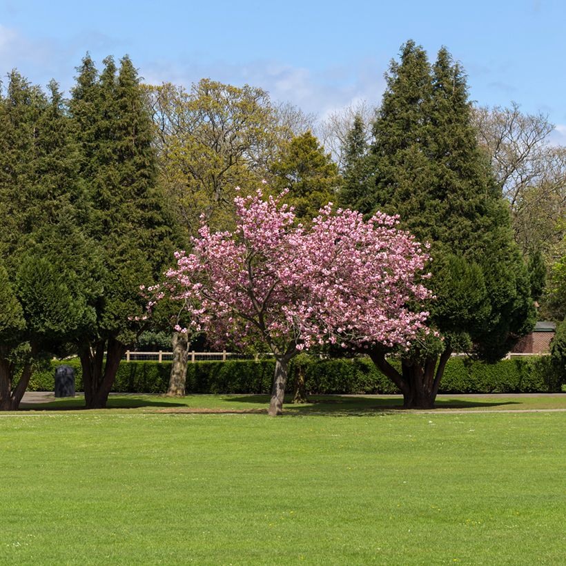 Zierkirsche Accolade - Prunus (Plant habit)