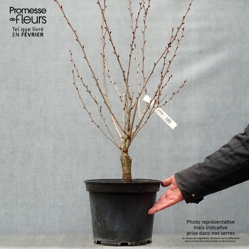 Example of Zierkirsche Kanzan - Prunus serrulata Topf mit 7,5L/10L as you get in hiver