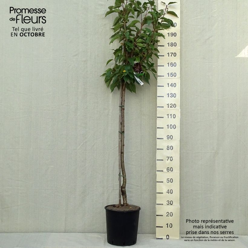Exemplar von Zierkirsche Kanzan - Prunus serrulata Topf mit 7,5L/10L, Stamm wie im Herbst geliefert