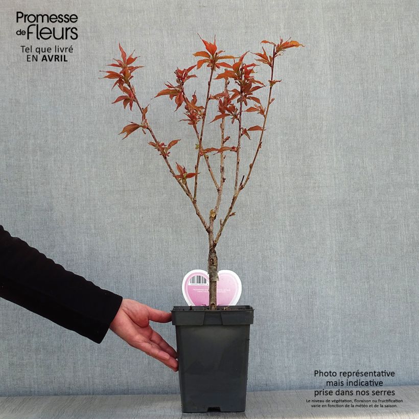Example of Zierkirsche Kanzan - Prunus serrulata Topf mit 4L/5L, Strauch as you get in printemps