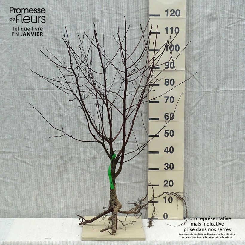 Example of Sauerkirsche Fruitality Cherry Baby (‘Porthos’) - Prunus cerasus Wurzelnackt, Heister as you get in hiver