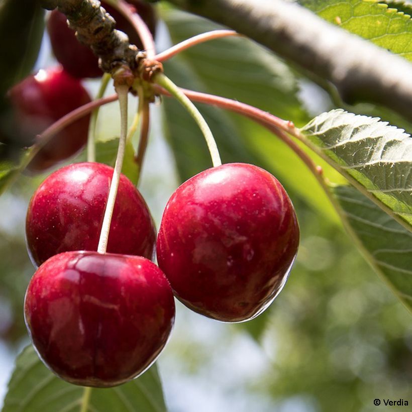 Sauerkirsche Fruitality Cherry Baby (‘Porthos’) - Prunus cerasus (Harvest)