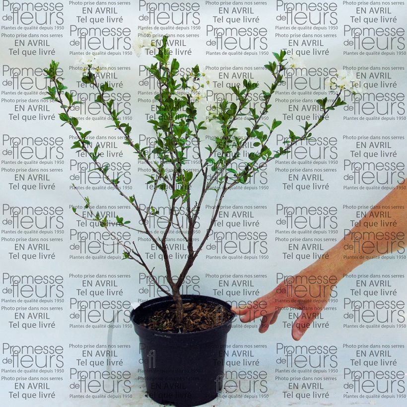 Beispiel eines Exemplars von Zwerg-Kirschbaum Cherry Boop - Prunus Topf mit 2L/3L, Zwergform wie geliefert