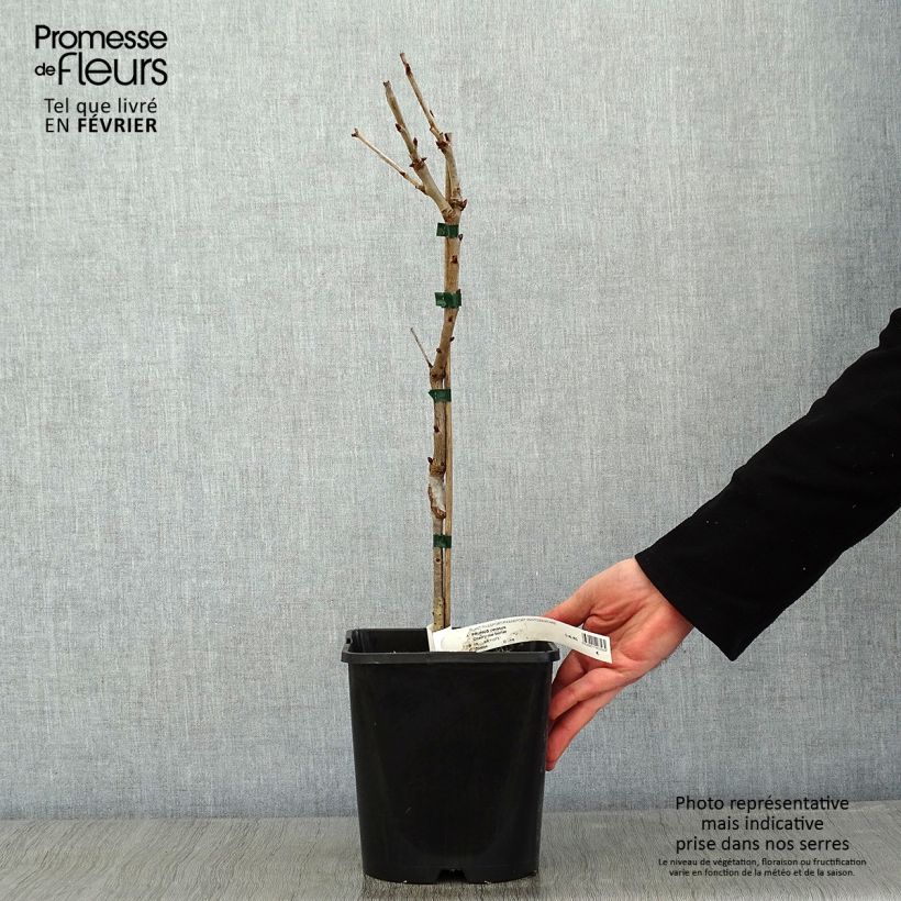 Exemplar von Sauerkirsche Fruit Me Cherry Me - Prunus cerasus Topf mit 4L/5L, Zwergform wie im Winter geliefert