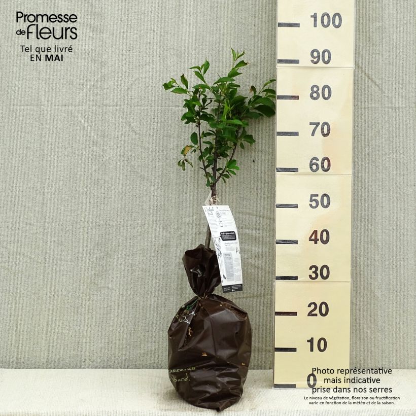 Example of Cerisier nain Griotella - Georges Delbard Motte Prêt-à-planter 1/4 de tige as you get in printemps