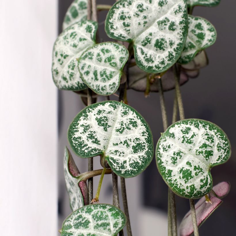 Leuchterblume - Ceropegia woodii (Laub)