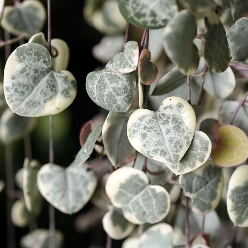 Ceropegia woodii Variegata - Leuchterblume (Laub)