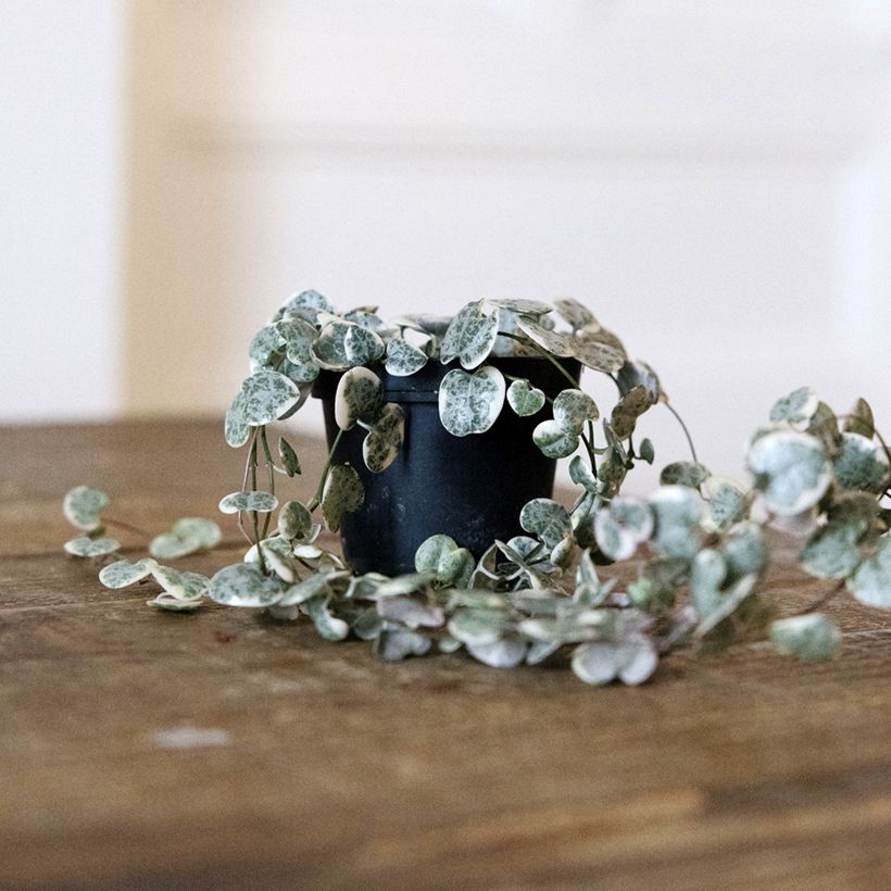 Ceropegia woodii Variegata - Leuchterblume (Wuchs)