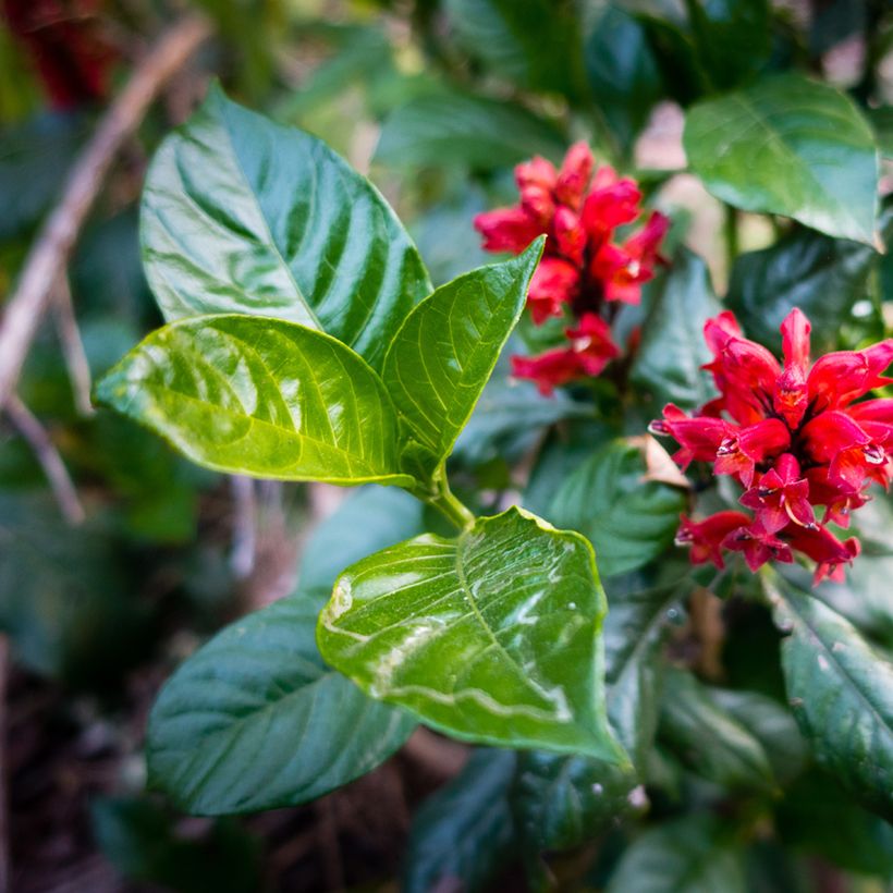 Cestrum fasciculatum Newellii - Roter Hammerstrauch (Laub)