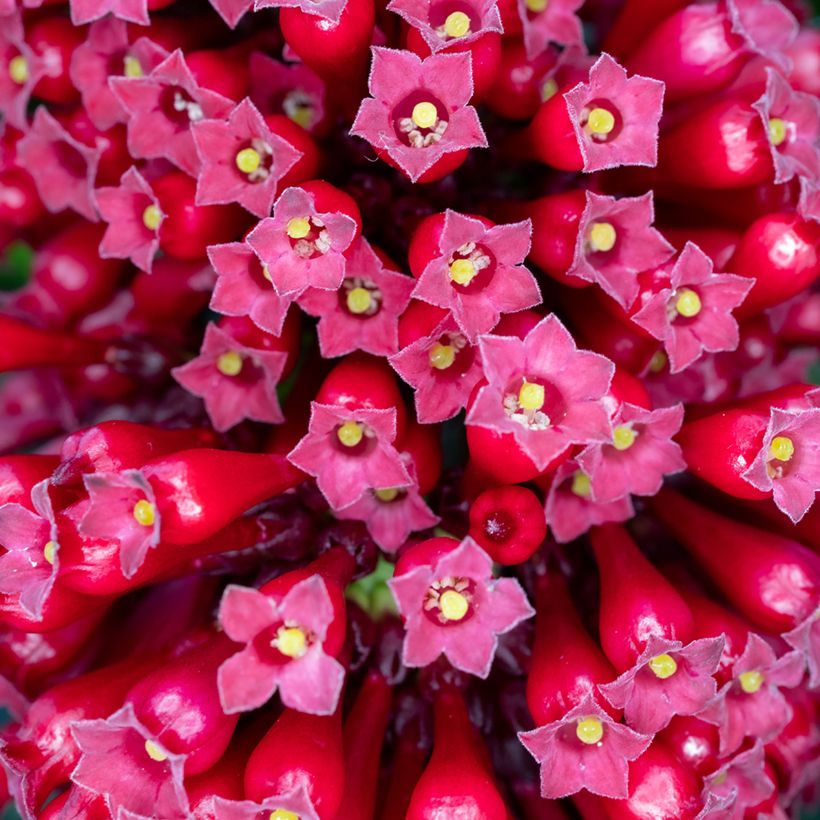 Cestrum fasciculatum Newellii - Roter Hammerstrauch (Blüte)