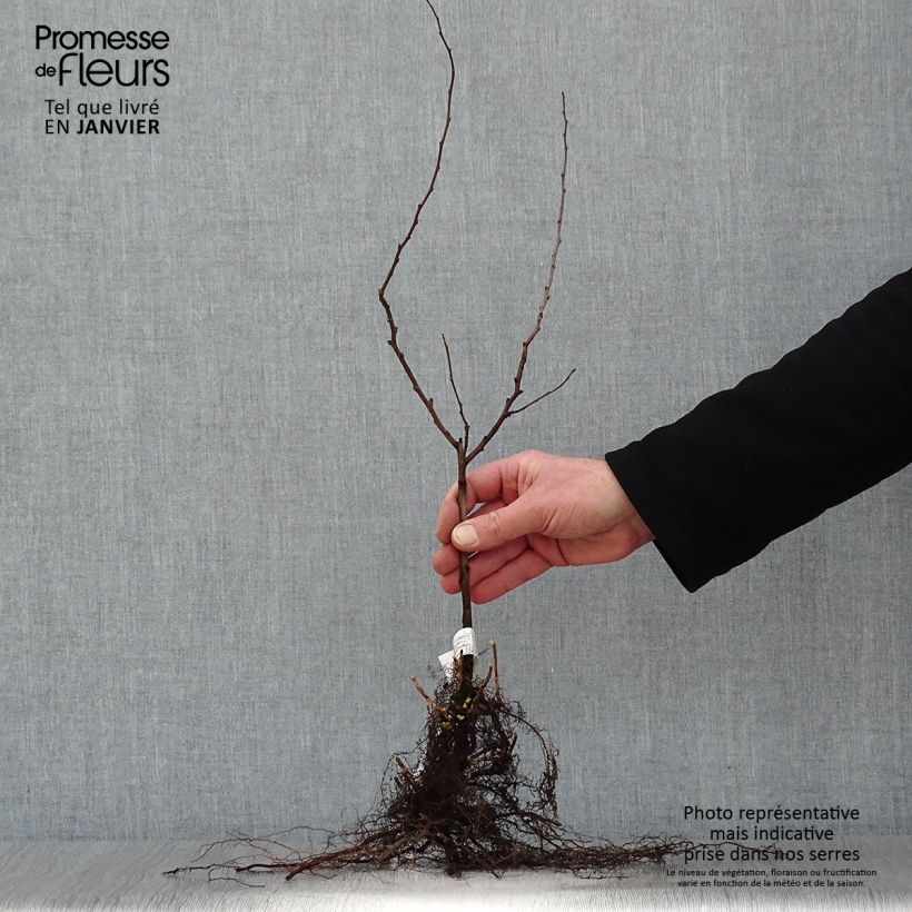 Exemplar von Japanische Zierquitte - Chaenomeles japonica Wurzelnackt wie im Winter geliefert