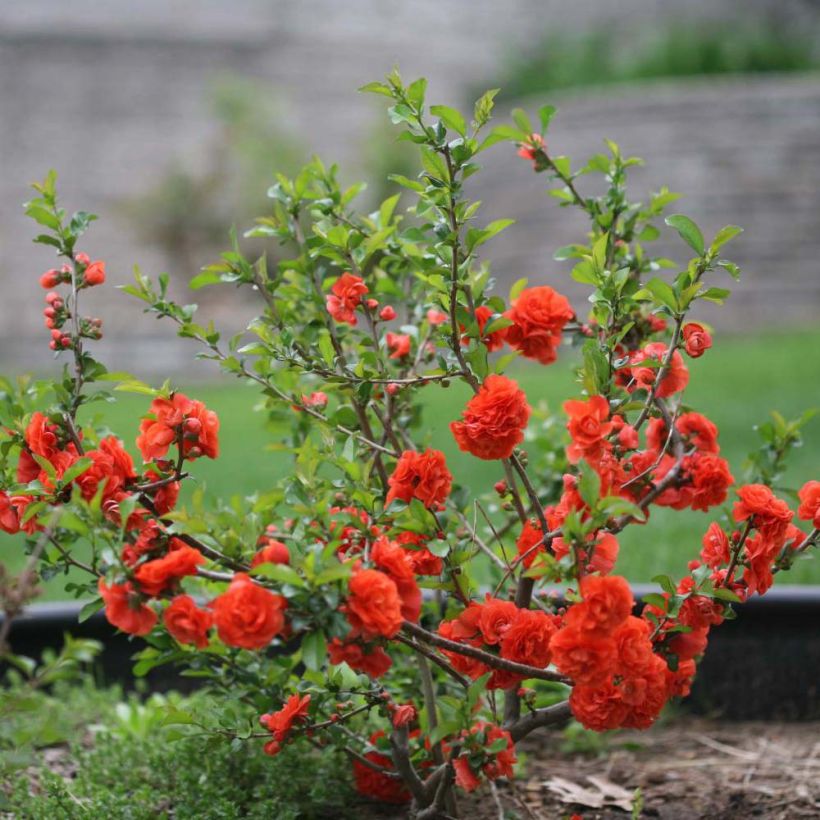 Zierquitte Orange Storm - Chaenomeles speciosa (Wuchs)