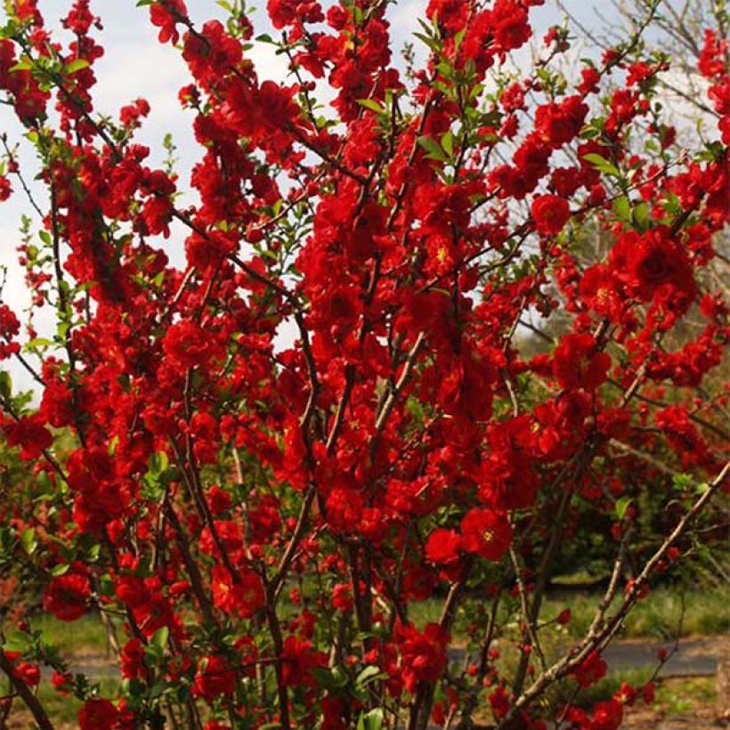 Zierquitte Scarlet Storm - Chaenomeles speciosa (Wuchs)