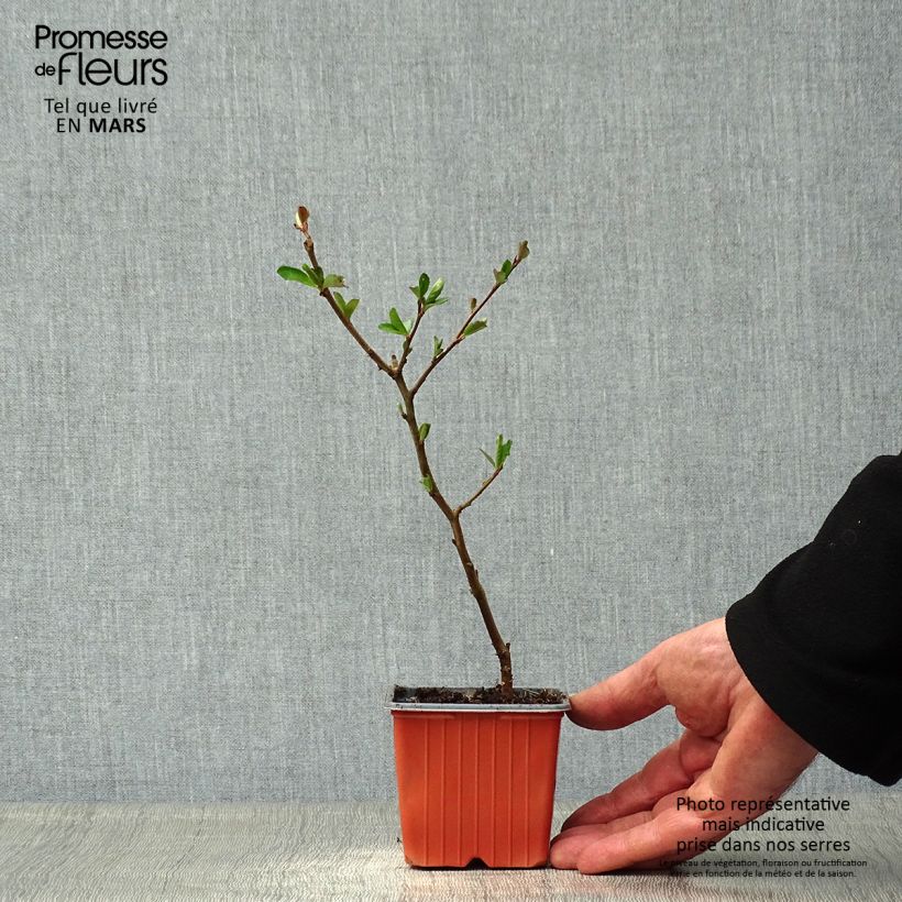 Example of Zierquitte Nicoline - Chaenomeles superba Kleine Töpfe von 8/9 cm as you get in printemps