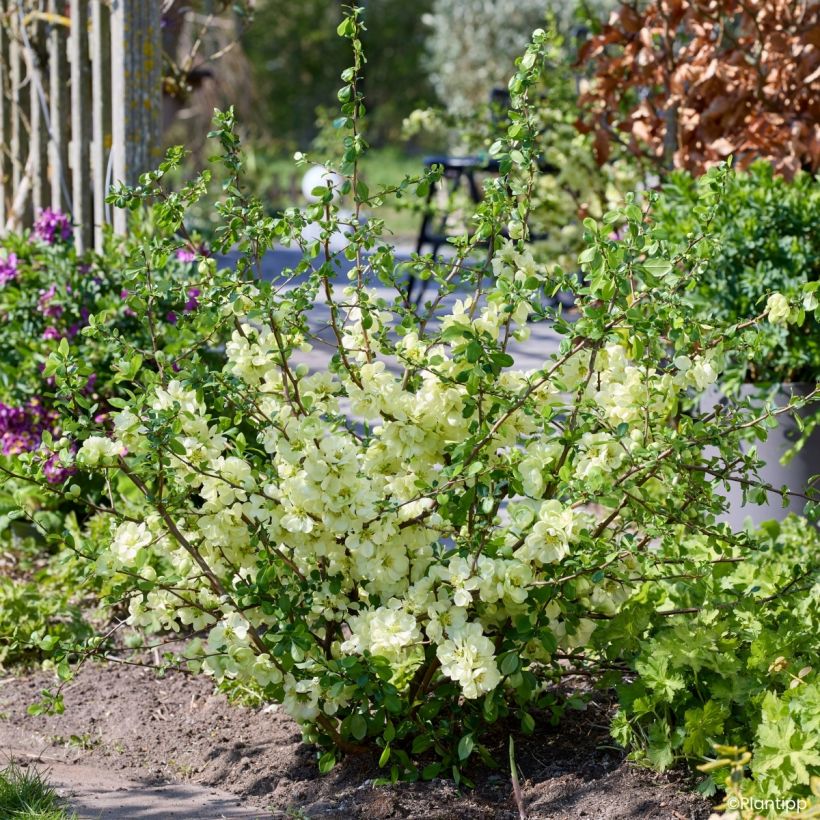 Zierquitte Lemon Sorbet - Chaenomeles speciosa  (Wuchs)