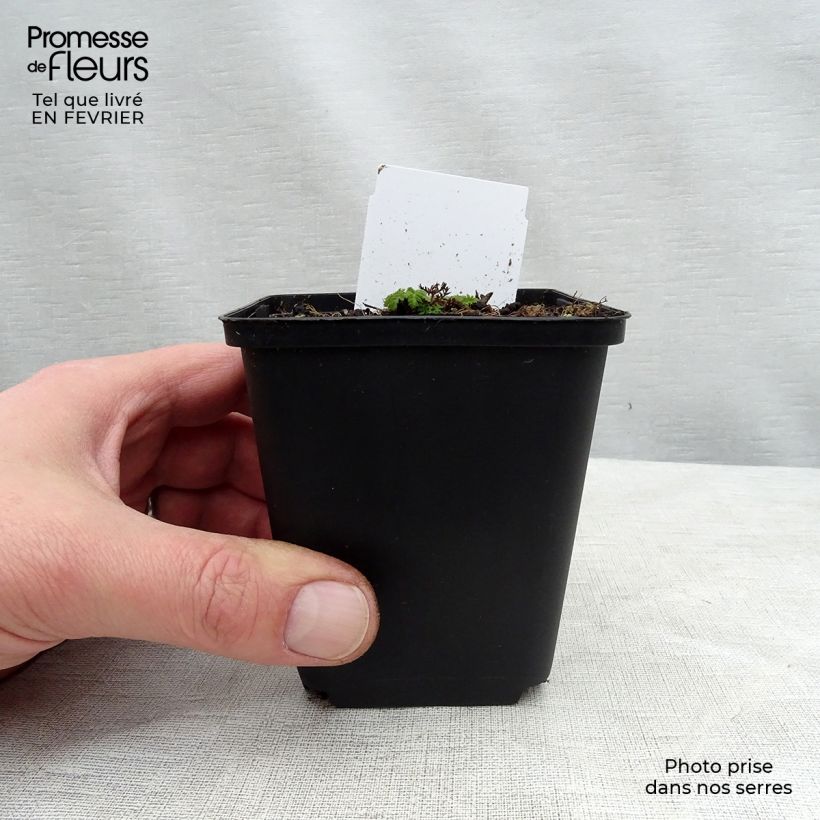 Exemplar von Chaerophyllum hirsutum Roseum - Rauhhaariger Kälberkropf Kleine Töpfe von 8/9 cm wie im Winter geliefert