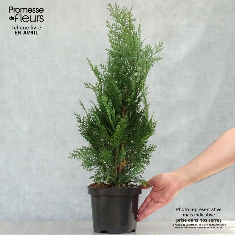 Example of Chamaecyparis lawsoniana Alumii Topf mit 3L/4L as you get in printemps