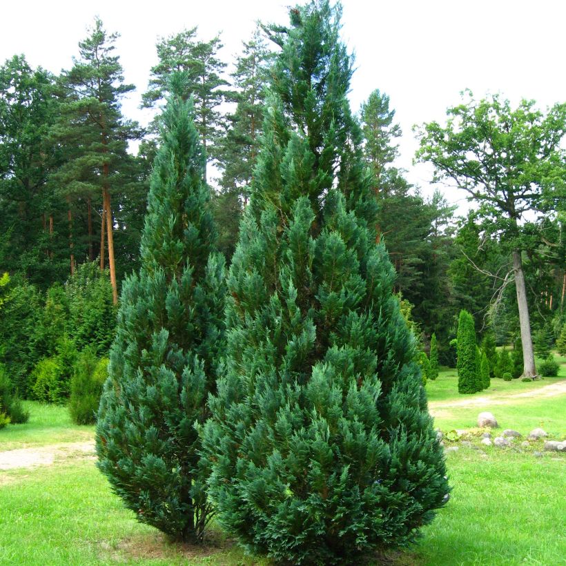 Chamaecyparis lawsoniana Columnaris (Wuchs)