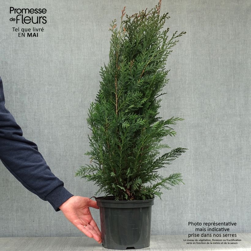 Exemplar von Chamaecyparis lawsoniana Columnaris Topf mit 4L/5L wie im Frühjahr geliefert
